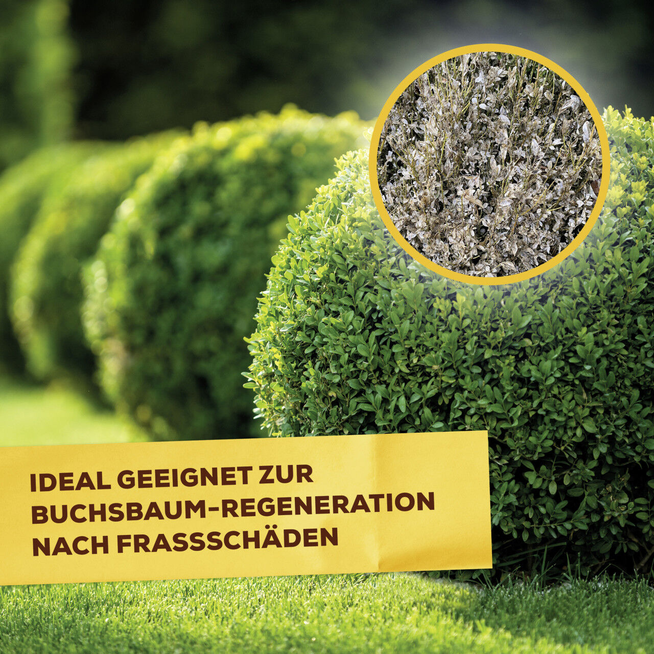 Solabiol Buchsbaum Dünger 1,5 kg