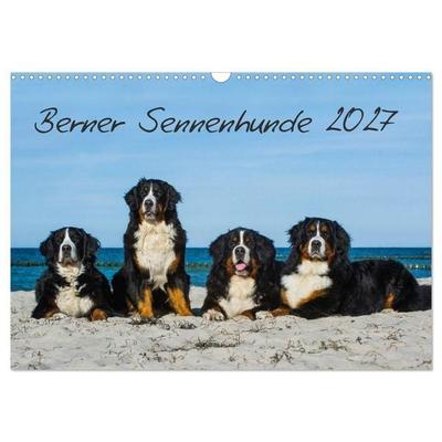 Berner Sennenhund 2027 (Wandkalender 2027 DIN A3 quer), CALVENDO Monatskalender