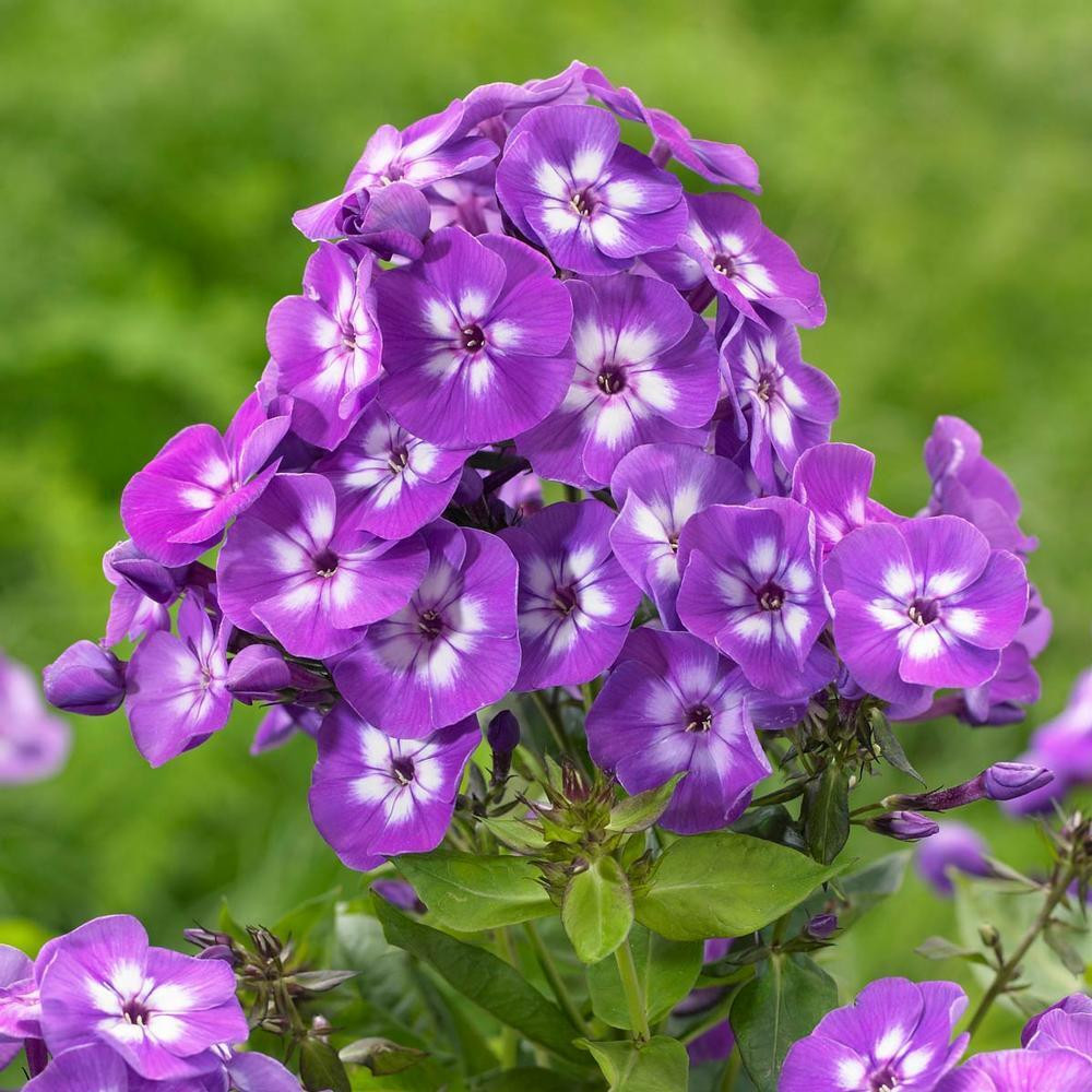 6 x Hoge vlammenbloem Phlox paniculata Laura in pot van 9x9 cm van Arborix