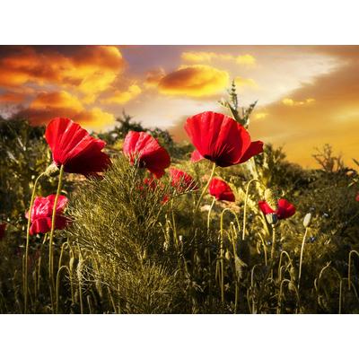 Papermoon "Blumenwiese"