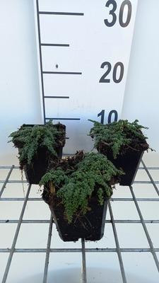 6 x Thymus hybridus Elfin Tijm, Potmaat: 9 x 9 cm, GRDplanten
