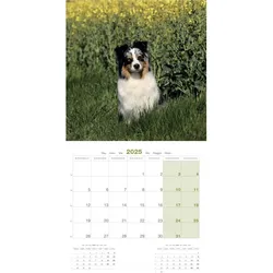 Martin Sellier, Kalender, Berger Australien