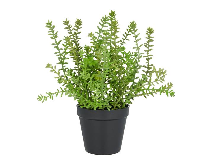 home24 Kunstplant Sedum Acre 32cm
