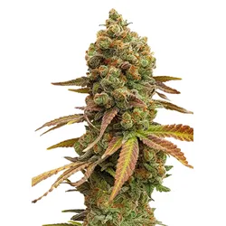 Royal Queen Seeds Special Queen #1 1 Samen - 1