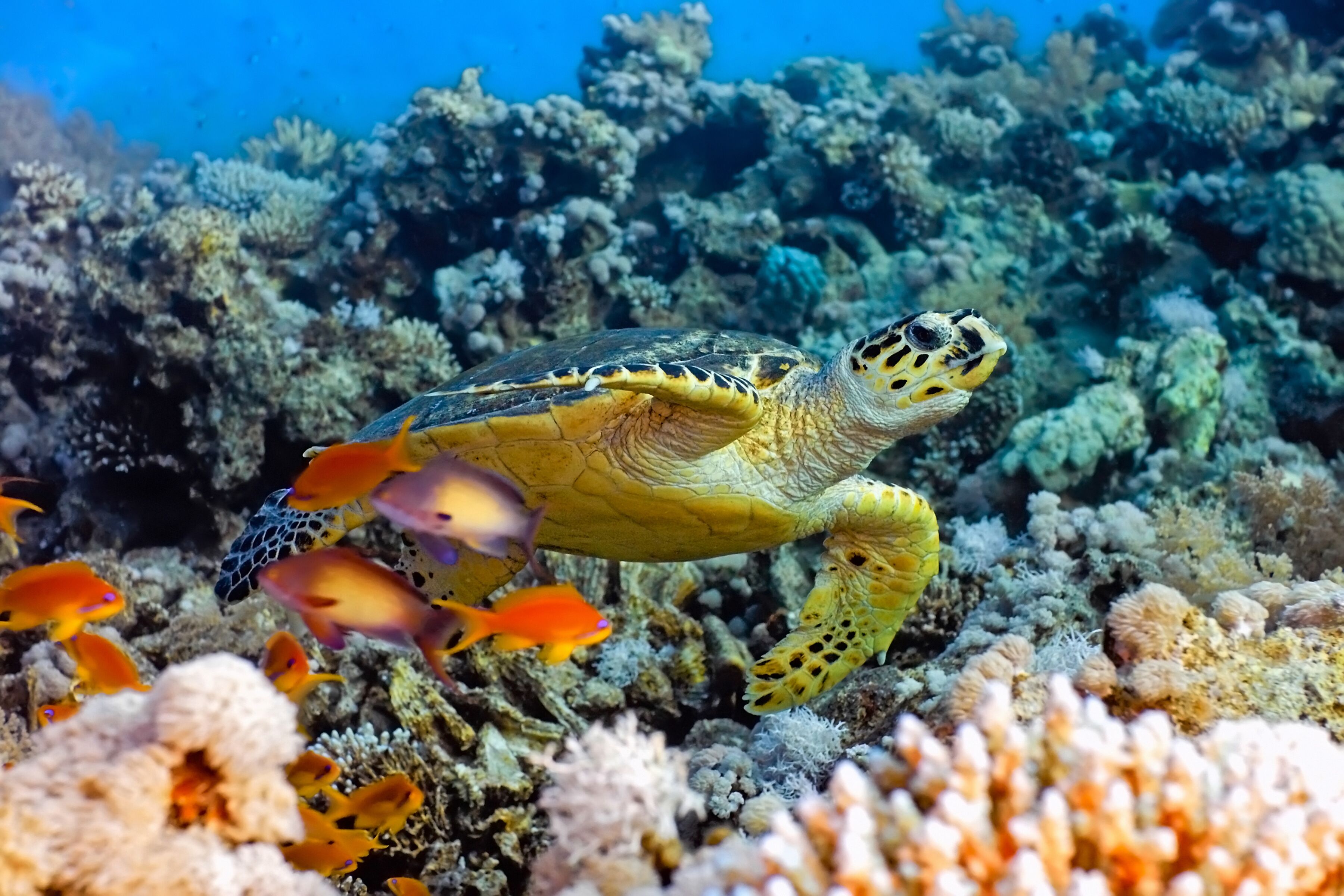 Fototapete PAPERMOON "Sea Turtle", bunt, B:5m L:2,8m, Vlies, Tapeten, Fototapete bunt B/L: 5m x 2,8m, Bahnen: 10 Stk.