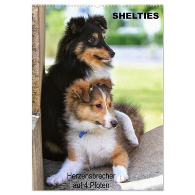SHELTIES Herzensbrecher auf 4 Pfoten (Wandkalender 2026 DIN A2 hoch), CALVENDO Monatskalender