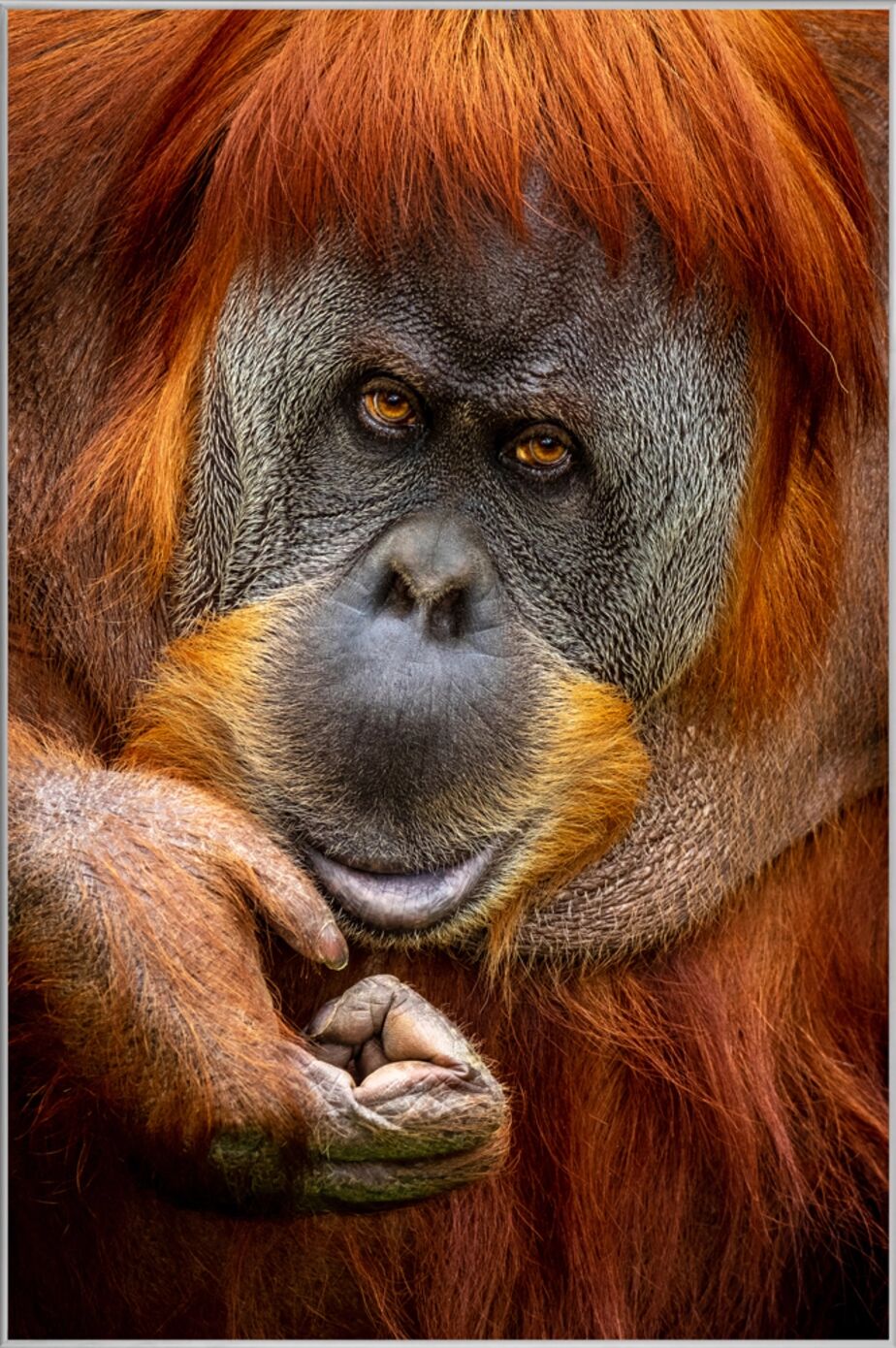 image LAND Orang-Utan