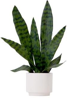 Nearly Natural "16"" Artificial Sansevieria Snake Plant with Decorative Planter"