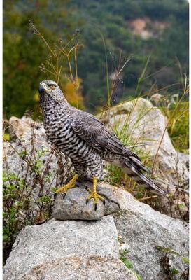 Hi-Line Gift Northern Goshawk Standing On Rock Statue