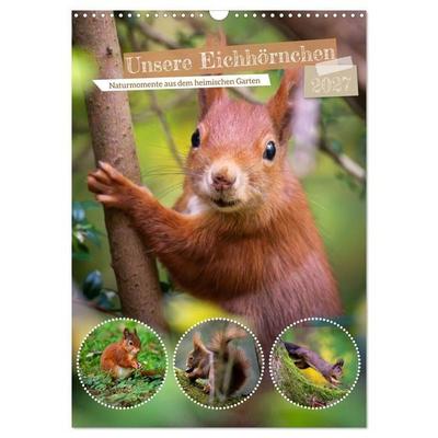 Unsere Eichhörnchen - Naturmomente aus dem heimischen Garten (Wandkalender 2027 DIN A3 hoch), CALVENDO Monatskalender