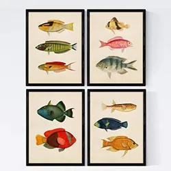 POSTER Set mit 4 Molukken 11 verschiedenen Fischen A4 Schwarzer Rahmen