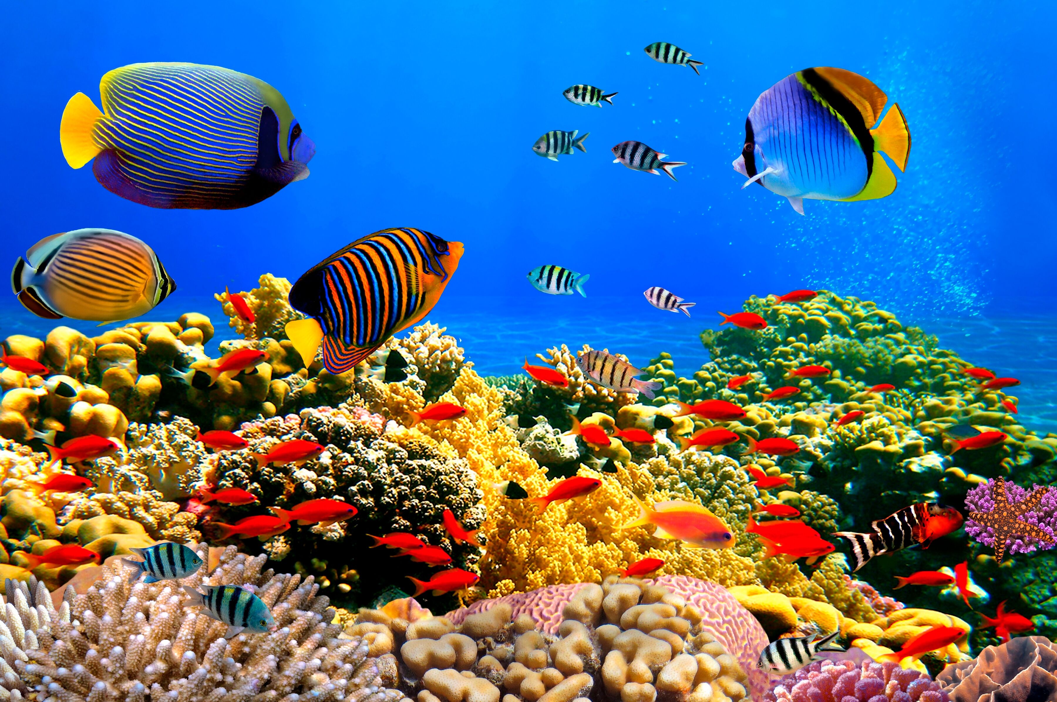 Fototapete PAPERMOON "Coral Colony Red Sea", bunt, B:2,5m L:1,86m, Vlies, Tapeten, Fototapete bunt B/L: 2,5m x 1,86m, Bahnen: 5 Stk.
