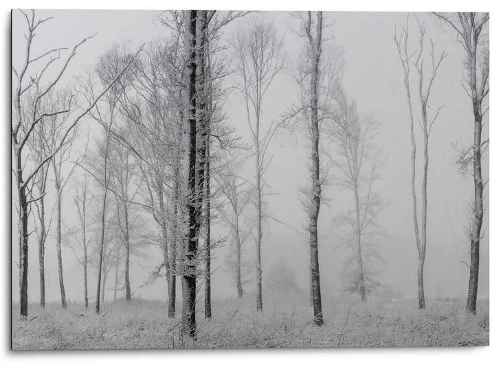Wandbild REINDERS Aluminium Wandbild Still Natur - Schwarz-Weiss - Wald - Bäume , schwarz (farbe bild(er): schwarz, weiß), B:70cm H:50cm, Aluminium, Bilder, Wandbild