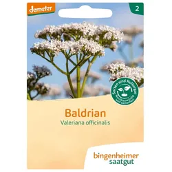 Baldrian - Valeriana officinalis