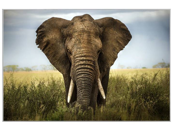 Bild mit Rahmen Grosser Elefant image LAND