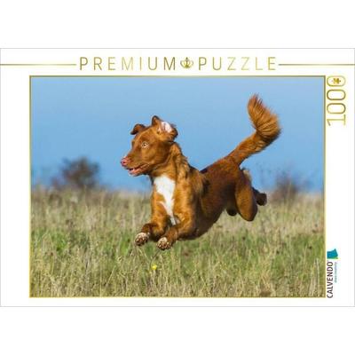CALVENDO Puzzle Flughund Nova Scotia Duck Tolling Retriever | 1000 Teile Lege-Größe 64x48cm Foto-Puzzle für glückliche Stunden