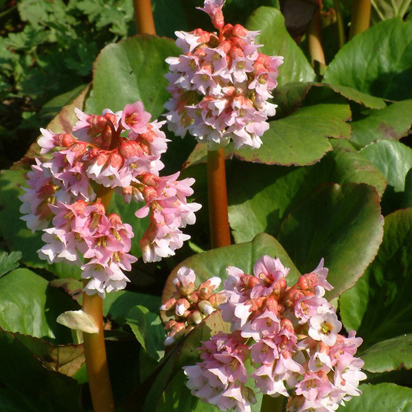 6x Bergenia Baby Doll in pot van 9x9 cm door Arborix