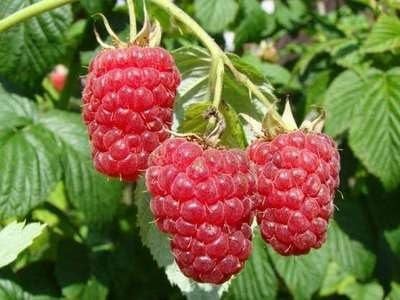 Framboos 'Autumn Bliss' - Rubus id. 'Autumn Bliss' | Struik