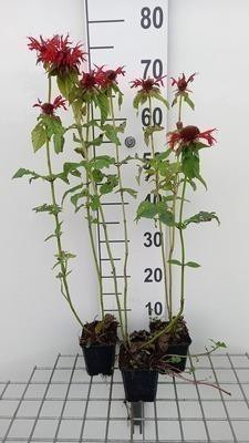 6 x Monarda hybr. Gardenview Scarlet Indianenkers in pot van 9 x 9 cm van GRDplanten