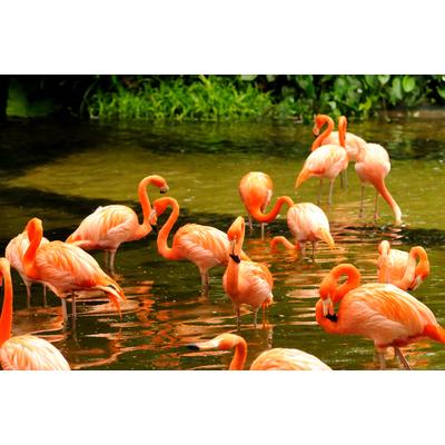 Fototapete PAPERMOON "Pink Flamingos", bunt, B:3m L:2,23m, Vlies, Tapeten