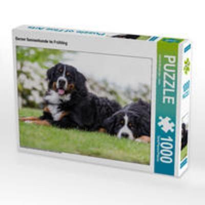 CALVENDO Puzzle Berner Sennenhunde im Frühling 1000 Teile Lege-Größe 64 x 48 cm Foto-Puzzle Bild von Annett Mirsberger