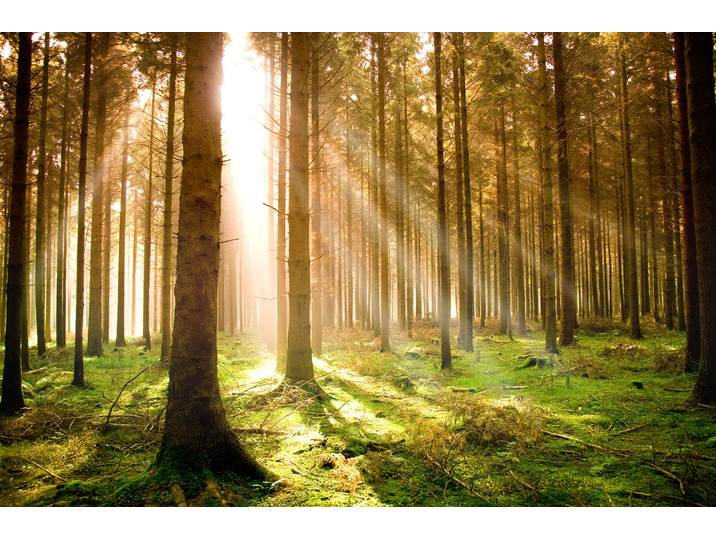 Fototapete PAPERMOON Autumn Pine Forest , bunt, B:5m L:2,8m, Vlies, Tapeten, Fototapete