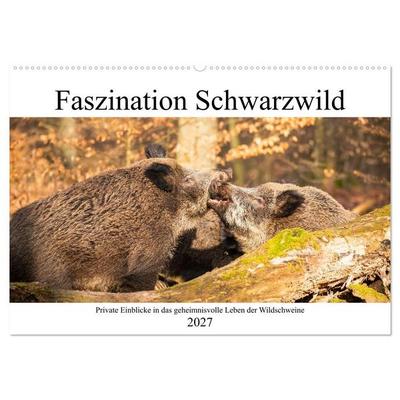 Faszination Schwarzwild (Wandkalender 2027 DIN A2 quer), CALVENDO Monatskalender
