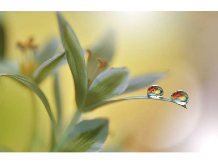 Fototapete PAPERMOON Zen Wassertropfen mit Blume Makro , bunt, B:2,5m L:1,86m, Vlies, Tapeten, Fototapete
