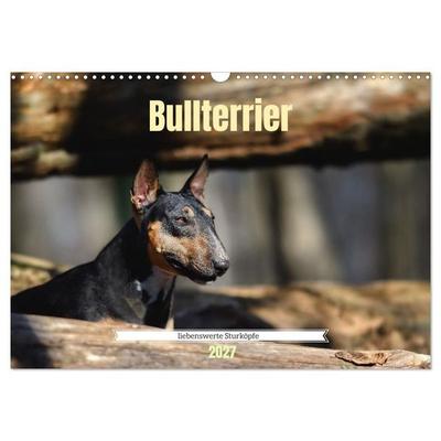 Bullterrier, liebenswerte Sturköpfe (Wandkalender 2027 DIN A3 quer), CALVENDO Monatskalender