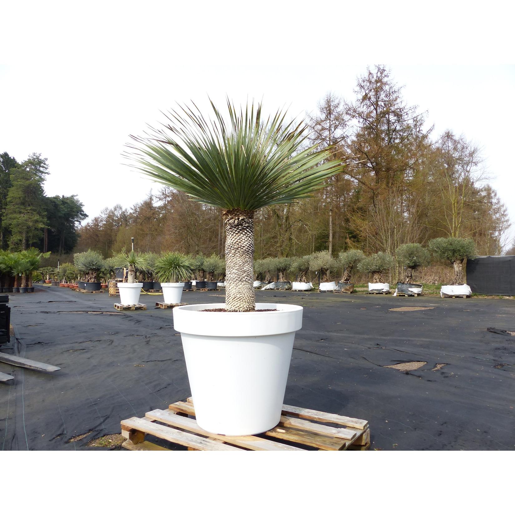 Yucca Rostrata 170 cm Stamm 65 cm im Pflanzkübel Ø80 cm Weiß winterhart