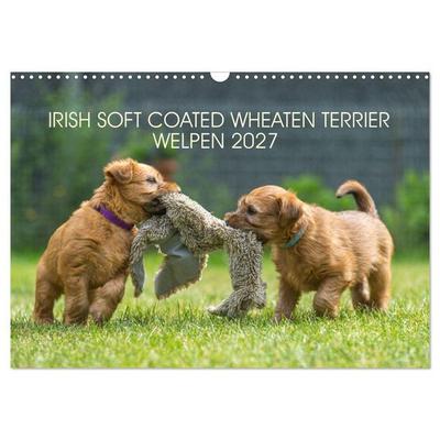 IRISH SOFT COATED WHEATEN TERRIER WELPEN 2027 (Wandkalender 2027 DIN A3 quer), CALVENDO Monatskalender