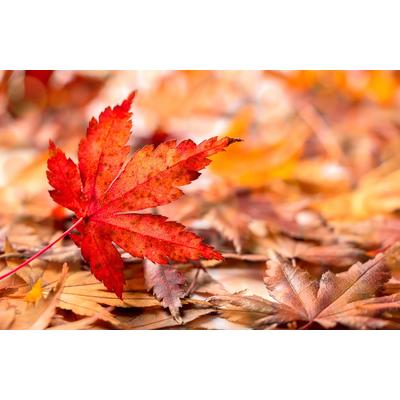 Fototapete PAPERMOON "HERBST-BLÄTTER-AHORN MAKRO ABSTRAKT KUNST WIESE TEXTUR", bunt, B:5m L:2,8m, Vlies, Tapeten