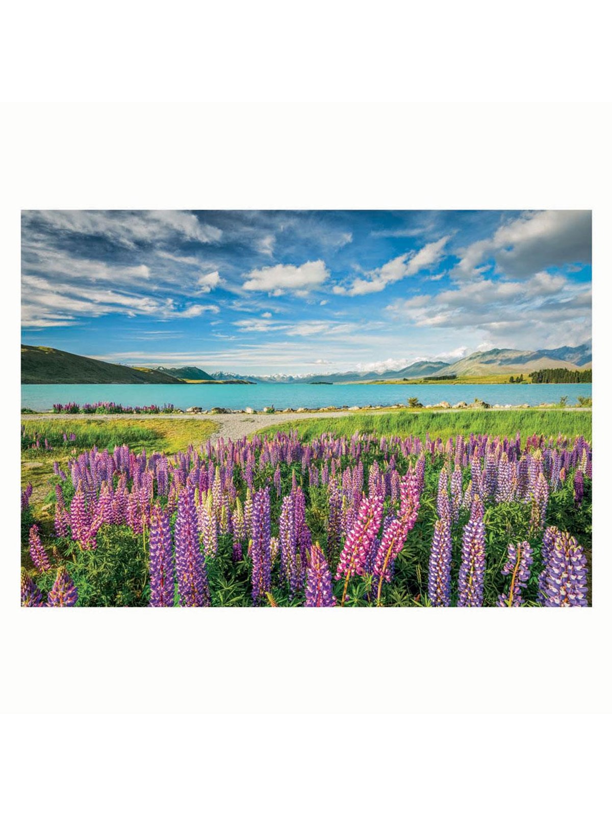 Clementoni Puzzle HQC Lupins at Lake Tekapo, 1500-teilig 2D Puzzles