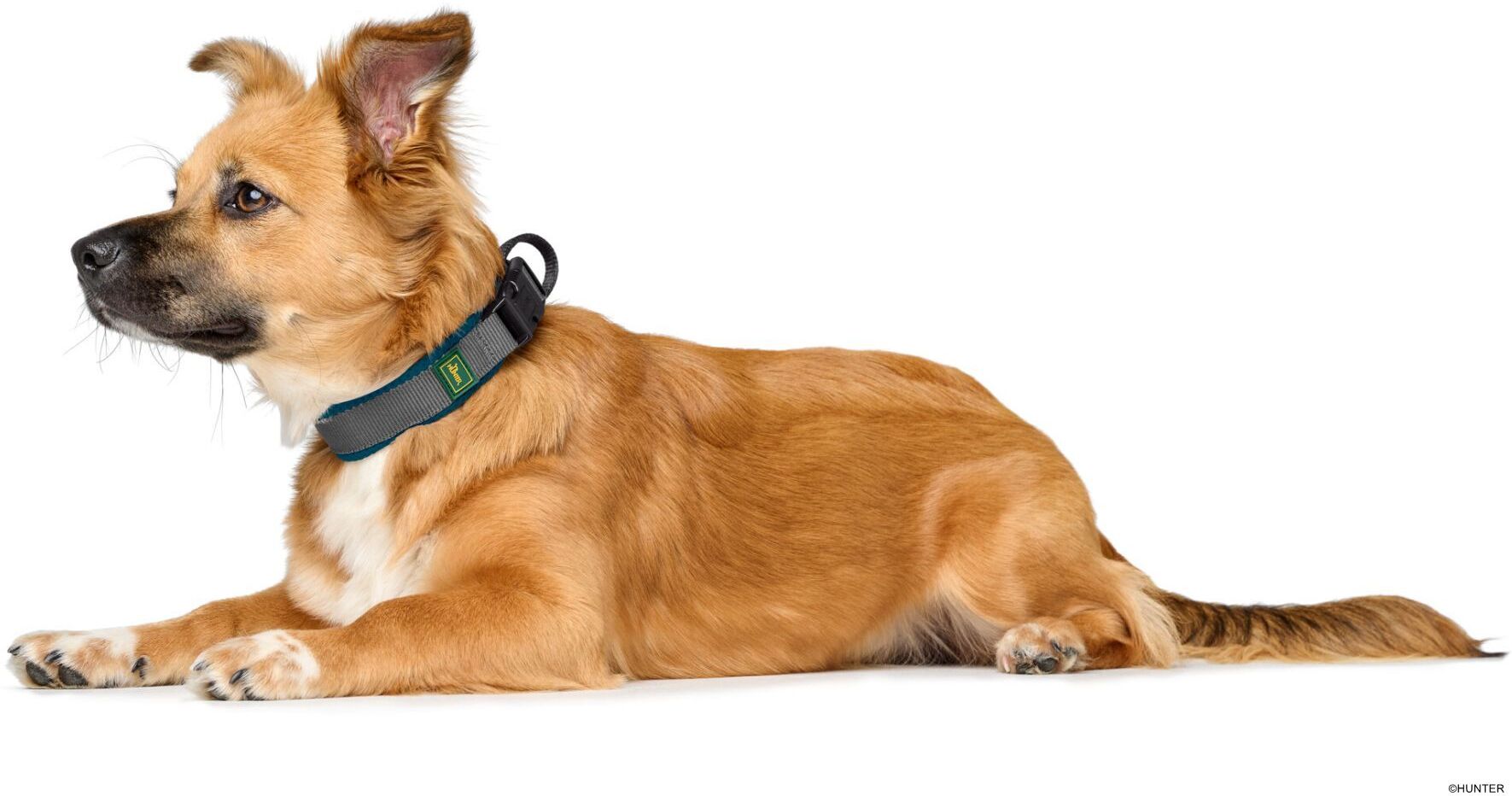 DOG SPORT HUNTER Halsung Maldon XL, petrol/grau