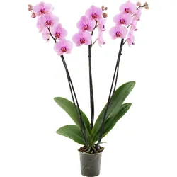 Orchidee Extra (Phalaenopsis) 3 Triebe, hellrosa, d12