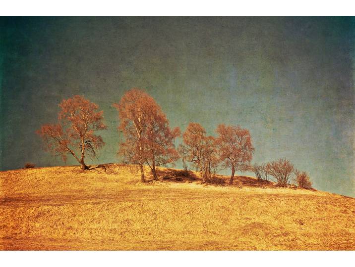 Fototapete PAPERMOON BÄUME-VINTAGE NATUR LANDSCHAFT HERBST WALD WANDBILD XXL , bunt, B:3,5m L:2,6m, Vlies, Tapeten, Fototapete
