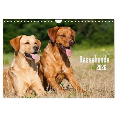 Rassehunde (Wandkalender 2026 DIN A4 quer), CALVENDO Monatskalender