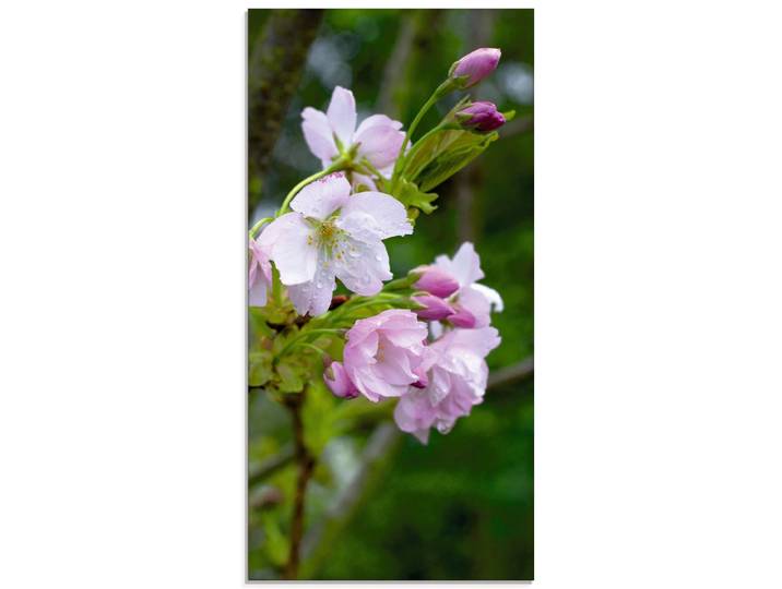 Glasbild ARTLAND Zweig einer blühenden Zierkirsche , pink (farbe bild(er): pink), B:30cm H:60cm, Bilder, Glasbild, in verschiedenen Grössen