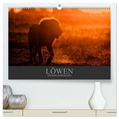 Löwen Wildlife-Fotografien (hochwertiger Premium Wandkalender 2027 DIN A2 quer), Kunstdruck in Hochglanz