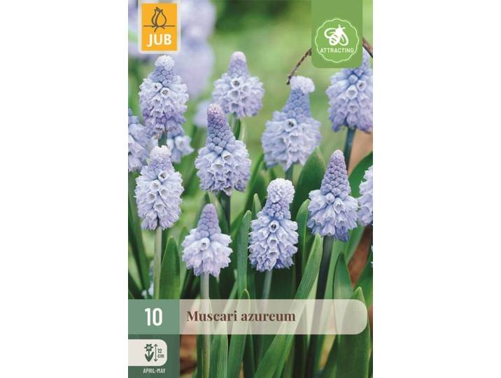 Muscari azureum 10 stuks