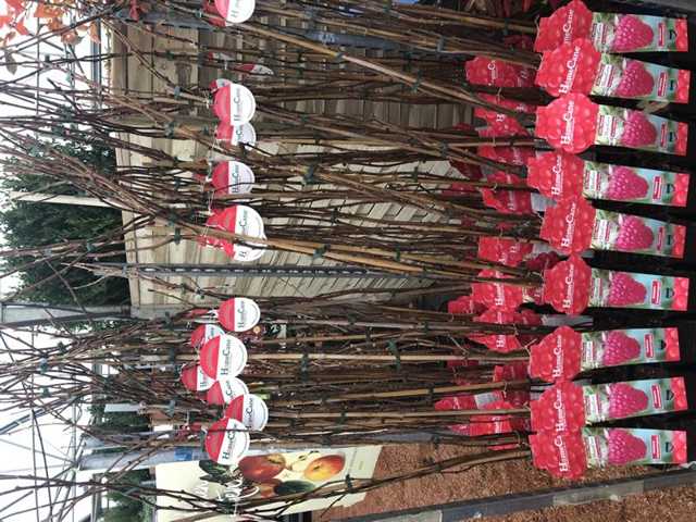 Pflanzen XXL Himbeere 3 L Container