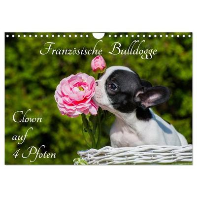 Französische Bulldogge - Clown auf 4 Pfoten (Wandkalender 2027 DIN A4 quer), CALVENDO Monatskalender