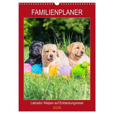 Familienplaner - Labrador Welpen entdecken die Welt (Wandkalender 2026 DIN A3 hoch), CALVENDO Monatskalender