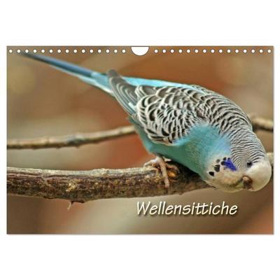 Wellensittiche (Wandkalender 2026 DIN A4 quer), CALVENDO Monatskalender