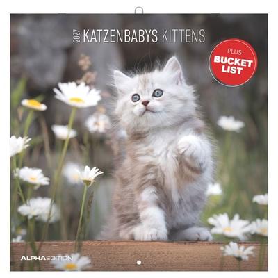 Katzenbabys 2027