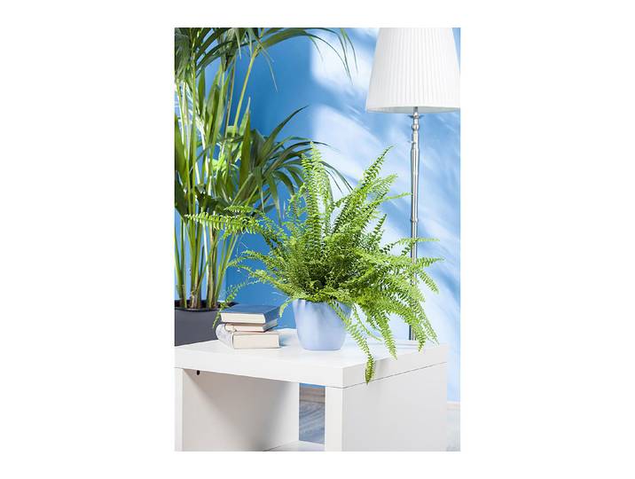 Qualité & Prix Schwertfarn Nephrolepis ⌀ 19 cm