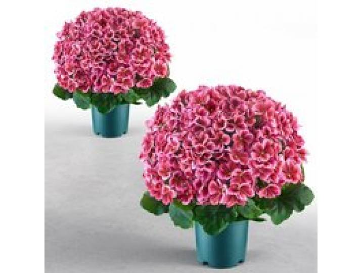 VEVOR Fleurs Artificielles en Pot, Géraniums Artificiels Rose Foncé 508 mm, Lot de 2, pour Porche, Terrasse, Entrée et Décoration Maison, Usage Intérieur et Extérieur, Fausses Fleurs en Soie et PE