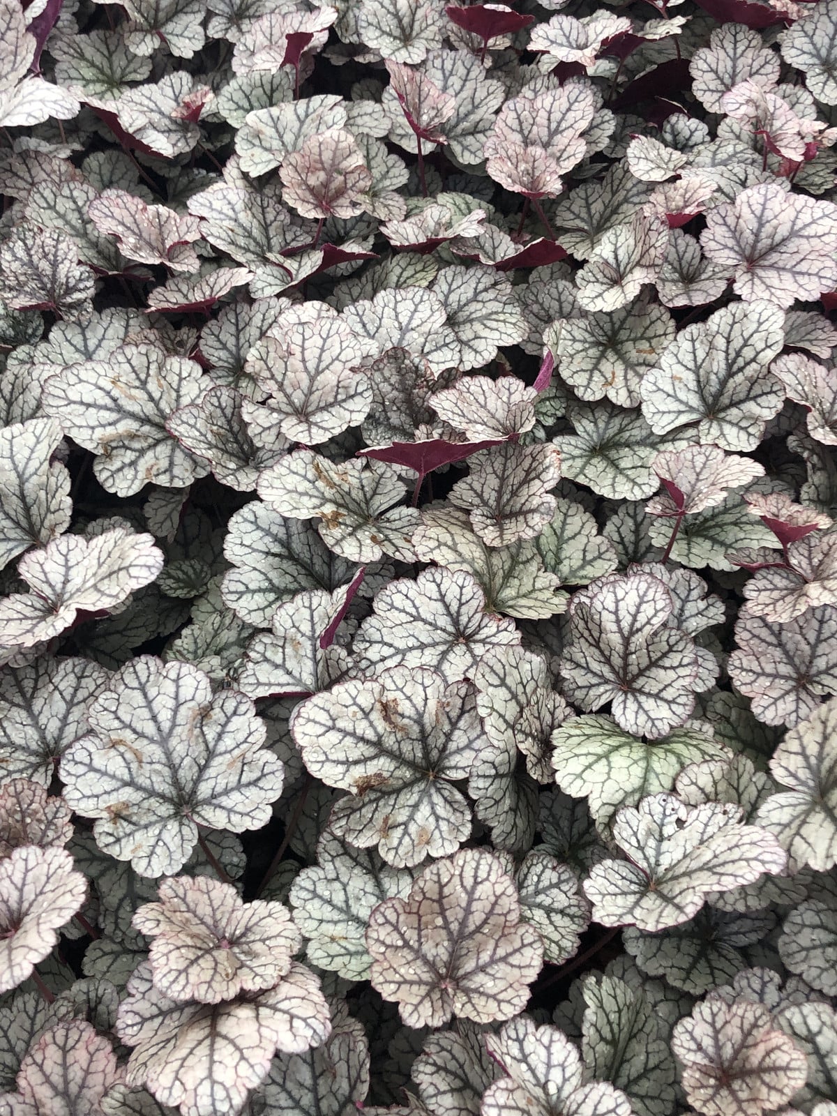 6x Heuchera hybr. Silver Scrolls purperbloemige plant in pot van 9x9 cm van GRDplanten
