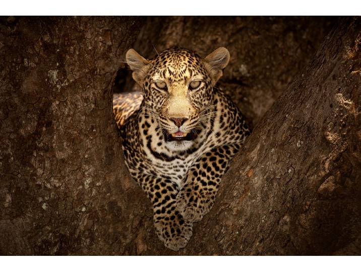 Fototapete PAPERMOON Photo-Art OZKAN OZMEN, LEOPARD RUHT AUF EINEM BAUM IN MASAI MARA , bunt, B:4,5m L:2,8m, Vlies, Tapeten, Fototapete