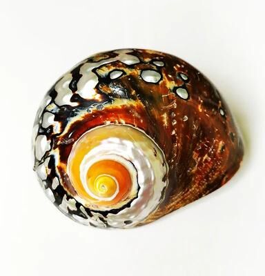 Inspire Essentials Natural Turbo Hermit Crab Shells Decorative Seashells For Aquariums Crafts And Home Decor a